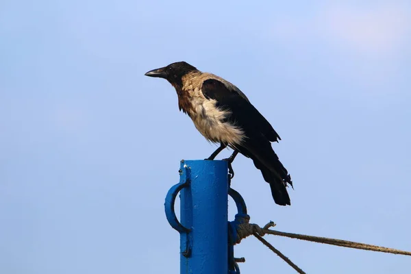 Grand Corbeau Gris Dans Parc Urbain Sur Les Rives Mer — Photo