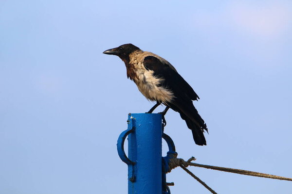 Great gray crow in a city park on the shores of the Mediterranean Sea in northern Israel 