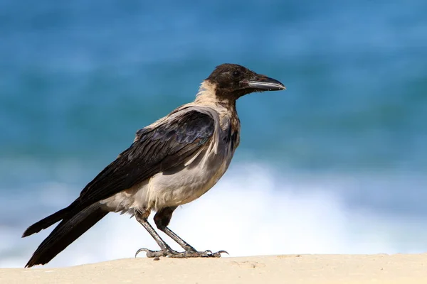 Grande Corvo Grigio Parco Cittadino Sulle Rive Del Mar Mediterraneo — Foto Stock