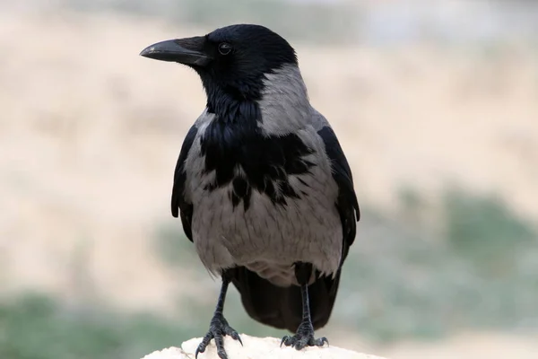 Grand Corbeau Gris Dans Parc Urbain Sur Les Rives Mer — Photo