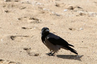 Kuzey İsrail 'de Akdeniz kıyısındaki bir şehir parkındaki büyük gri karga. 
