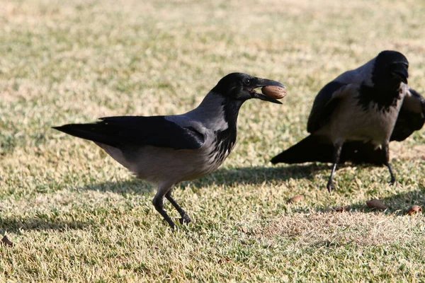 Kuzey Srail Akdeniz Kıyısındaki Bir Şehir Parkındaki Büyük Gri Karga — Stok fotoğraf