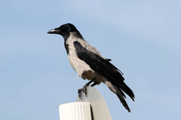 Grand Corbeau Gris Dans Parc Urbain Sur Les Rives Mer — Photo
