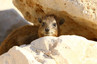 Daman güneşin ısıttığı taşların üzerinde oturuyor. 
