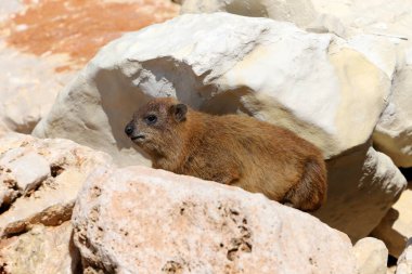 Daman güneşin ısıttığı taşların üzerinde oturuyor. 