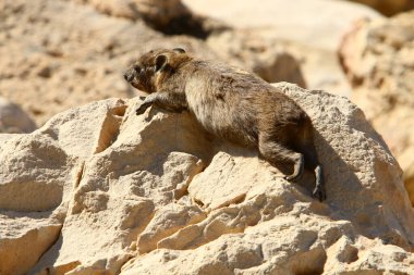 Daman güneşin ısıttığı taşların üzerinde oturuyor. 