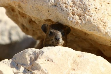 Daman güneşin ısıttığı taşların üzerinde oturuyor. 