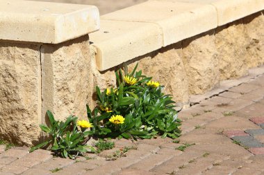 Yeşil bitkiler ve çiçekler asfalt döşemeler arasında büyür.. 