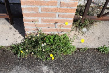 Yeşil bitkiler ve çiçekler asfalt döşemeler arasında büyür.. 