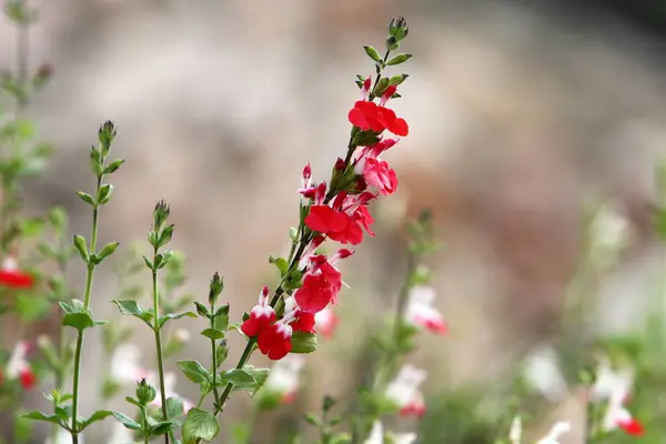 Summer Flowers Clearing City Park Israel — ストック写真