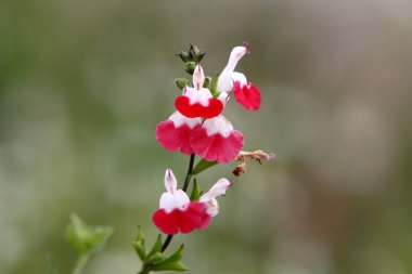 İsrail 'deki bir şehir parkında yaz çiçekleri.. 