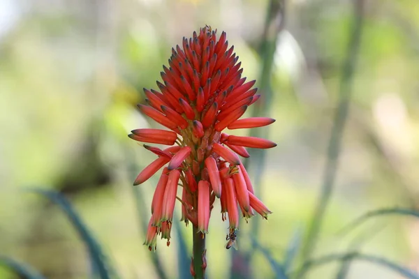 イスラエルの都市公園の清算で夏の花 — ストック写真