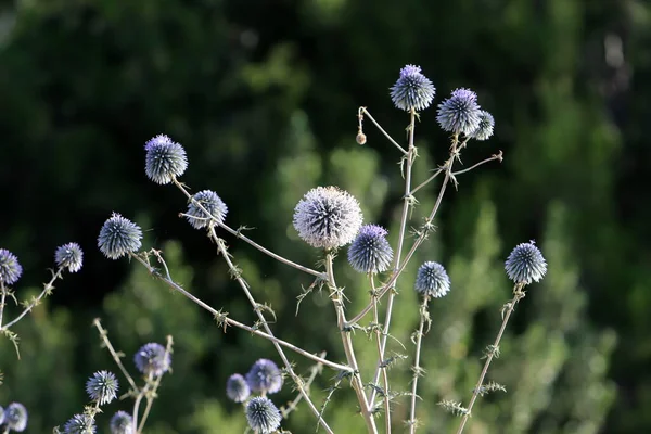 Summer Flowers Clearing City Park Israel — Stock Photo, Image