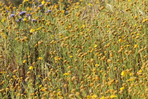 Summer Flowers Clearing City Park Israel — Stockfoto