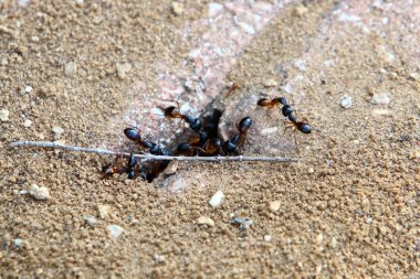 Küçük böcekler omurgasız eklembacaklılar sınıfıdır.. 