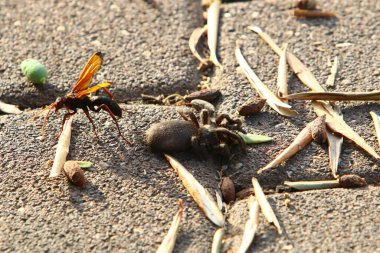 Küçük böcekler omurgasız eklembacaklılar sınıfıdır.. 