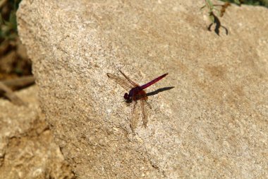 Küçük böcekler omurgasız eklembacaklılar sınıfıdır.. 