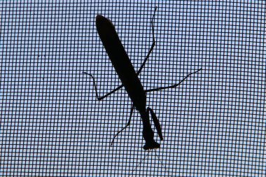 Küçük böcekler omurgasız eklembacaklılar sınıfıdır.. 