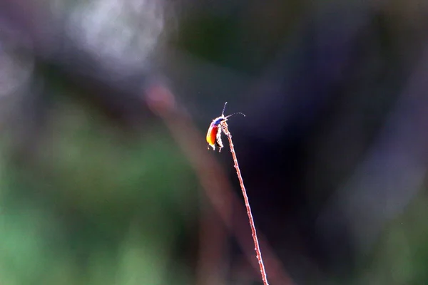 Small Insects Class Invertebrate Arthropods — Fotografia de Stock