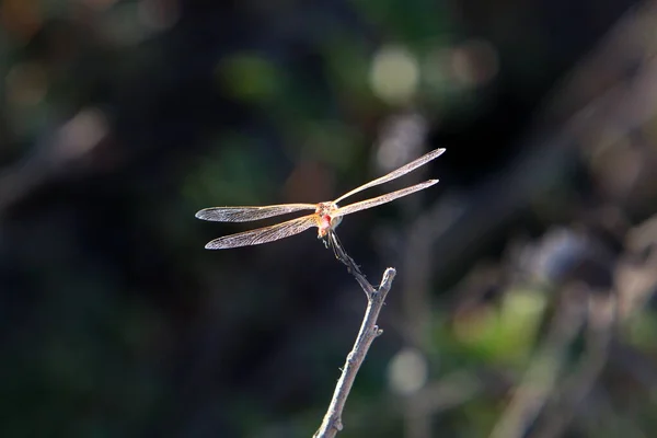 Small Insects Class Invertebrate Arthropods — Stockfoto