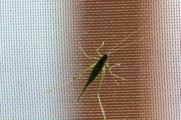 Kleine Insekten Sind Eine Klasse Wirbelloser Gliederfüßer — Stockfoto