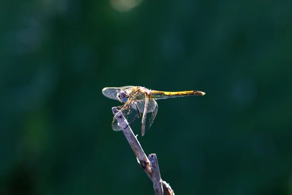 Kleine Insecten Zijn Een Klasse Van Ongewervelde Geleedpotigen — Stockfoto