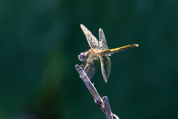 Small Insects Class Invertebrate Arthropods — Stockfoto