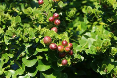 Şehir parkındaki ağaçlardaki yabanmersinleri