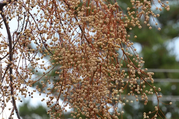 Wild Berries Trees City Park — Foto Stock