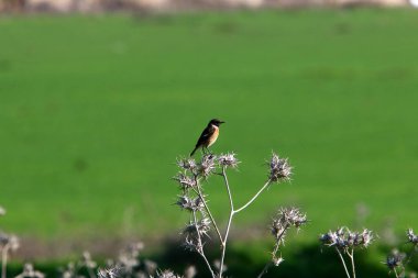 Sparrow bir şehir parkında oturuyor. 