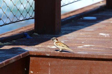 Sparrow bir şehir parkında oturuyor. 