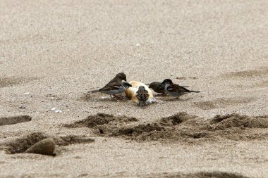 Sparrow bir şehir parkında oturuyor. 