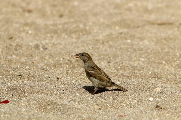 Sparrow Sits City Park — Zdjęcie stockowe