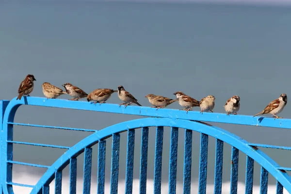 Sparrow Sits City Park — Foto Stock