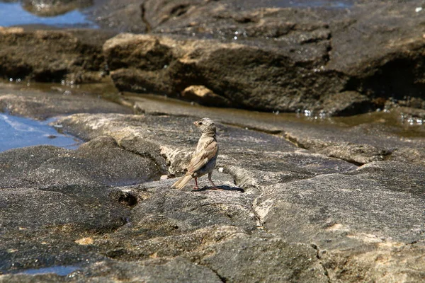 Sparrow Sits City Park — Stockfoto