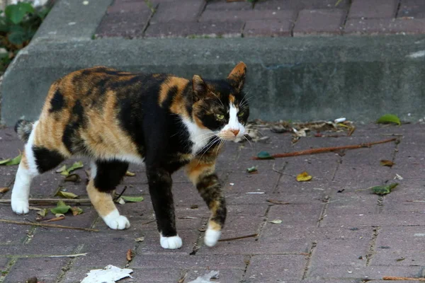 Street Cat Lives City Park — Stockfoto