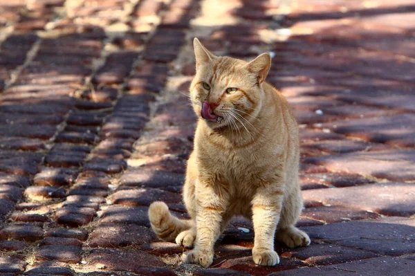 Uliczny Kot Mieszka Miejskim Parku — Zdjęcie stockowe
