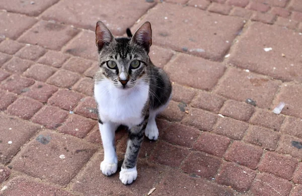 Street Cat Lives City Park — Stok Foto
