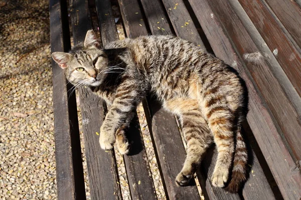 Pouliční Kočka Žije Městském Parku — Stock fotografie