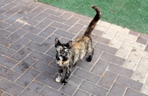 Chat Rue Vit Dans Parc Municipal — Photo