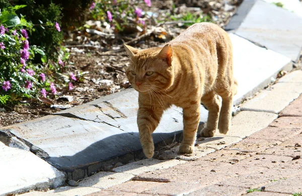 Street Cat Lives City Park — 图库照片