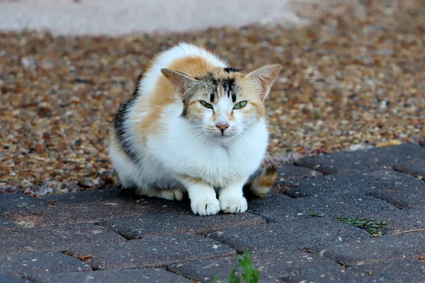 Street Cat Lives City Park — Foto Stock