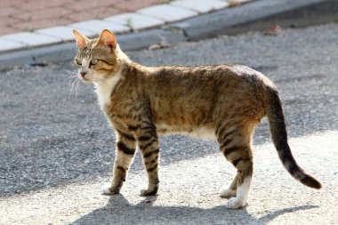 Şehir parkında bir sokak kedisi yaşıyor. 