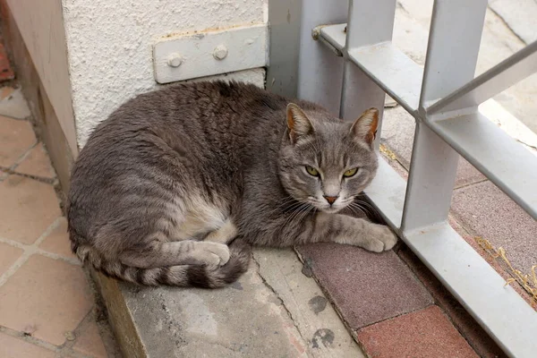 Street Cat Lives City Park — Fotografia de Stock