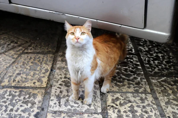 Street Cat Lives City Park — Stok Foto