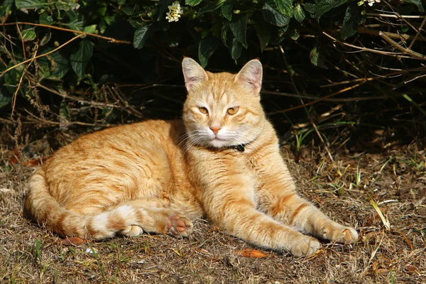 Eine Straßenkatze Lebt Stadtpark — Stockfoto