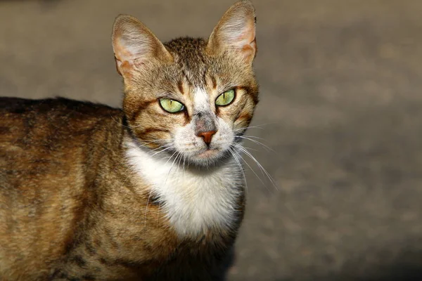 Вулична Кішка Живе Міському Парку — стокове фото
