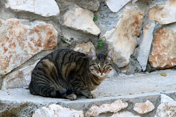 Uliczny Kot Mieszka Miejskim Parku — Zdjęcie stockowe