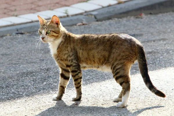 Street Cat Lives City Park — 图库照片