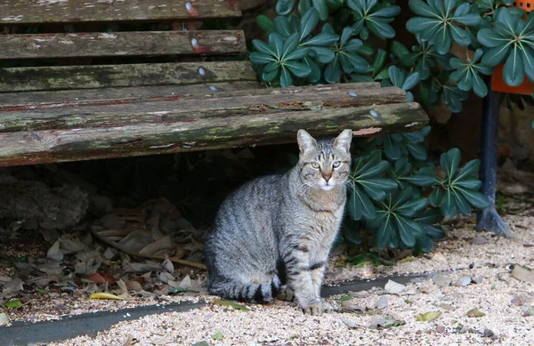 Street Cat Lives City Park — Zdjęcie stockowe